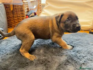 Belgian Shepherd Dog dogs Champion lines Dutch herder / Malinois puppies - Advert 1