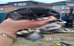 Mini Lop rabbits for sale: Mini lop babies - Image 2