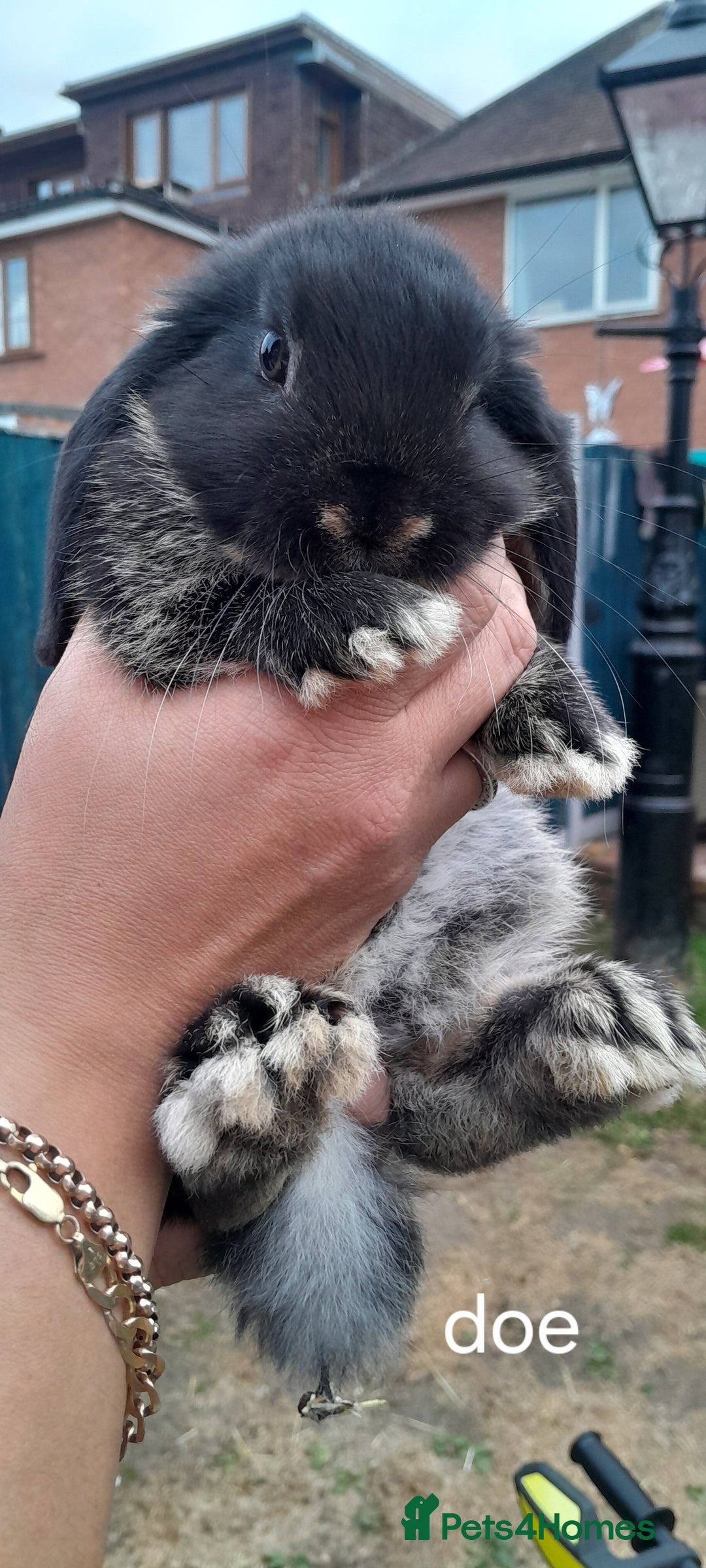 Mini Lop rabbits for sale: Mini lop babies - Image 2