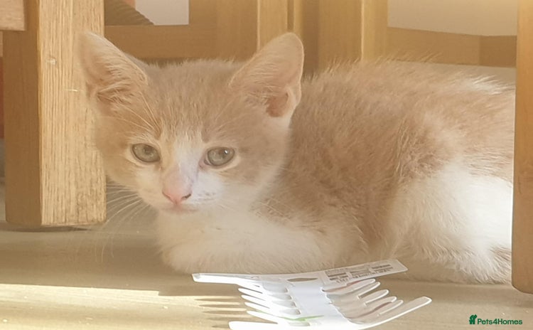 Mixed Breed cats - Advert 1