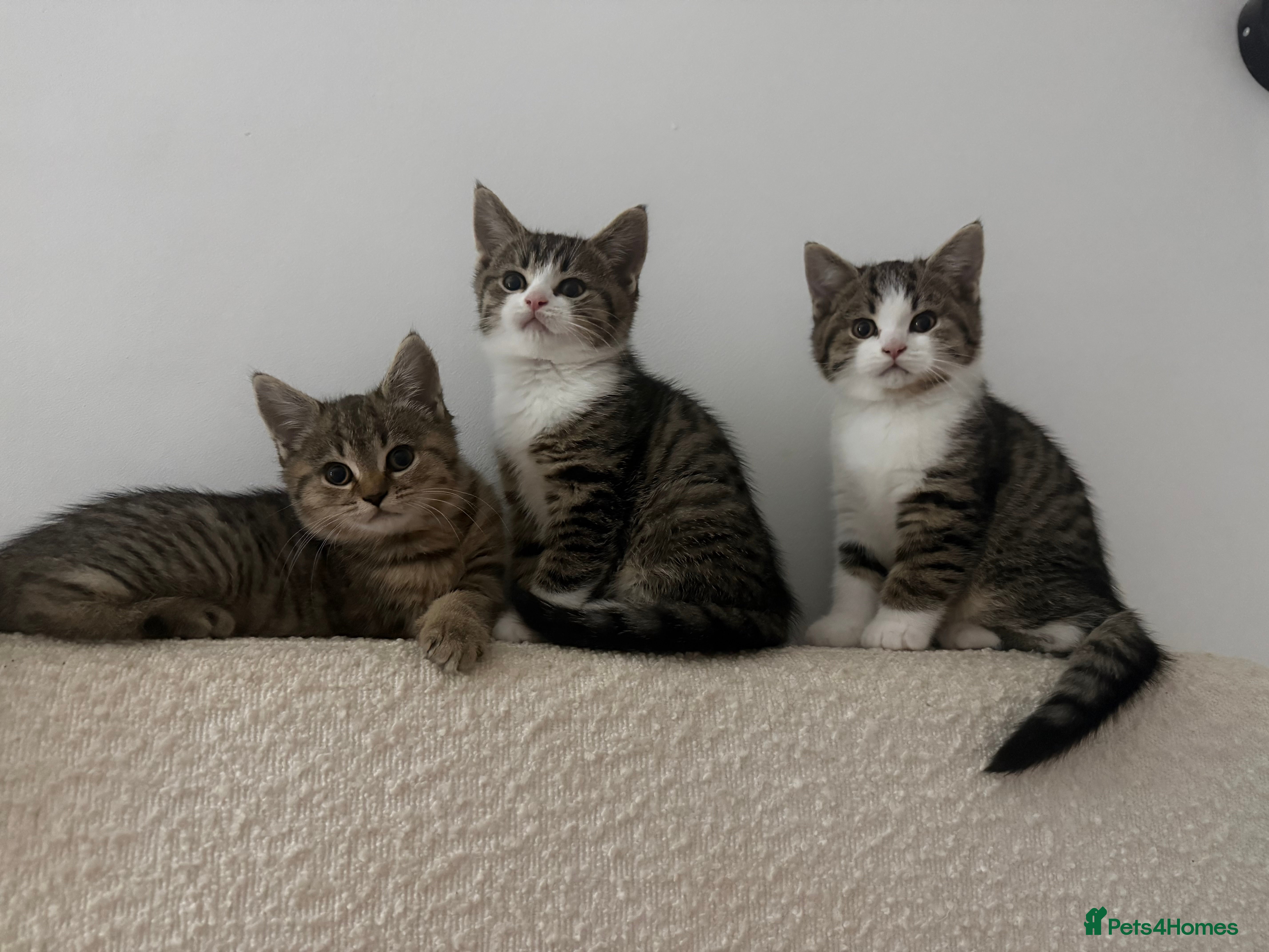 British Shorthair cats British shorthair cross  - Advert 1