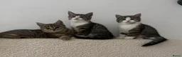British Shorthair cats for sale: British shorthair cross  - Advert 11