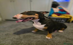 English Bull Terrier dogs for sale: Beautiful girl - Image 15