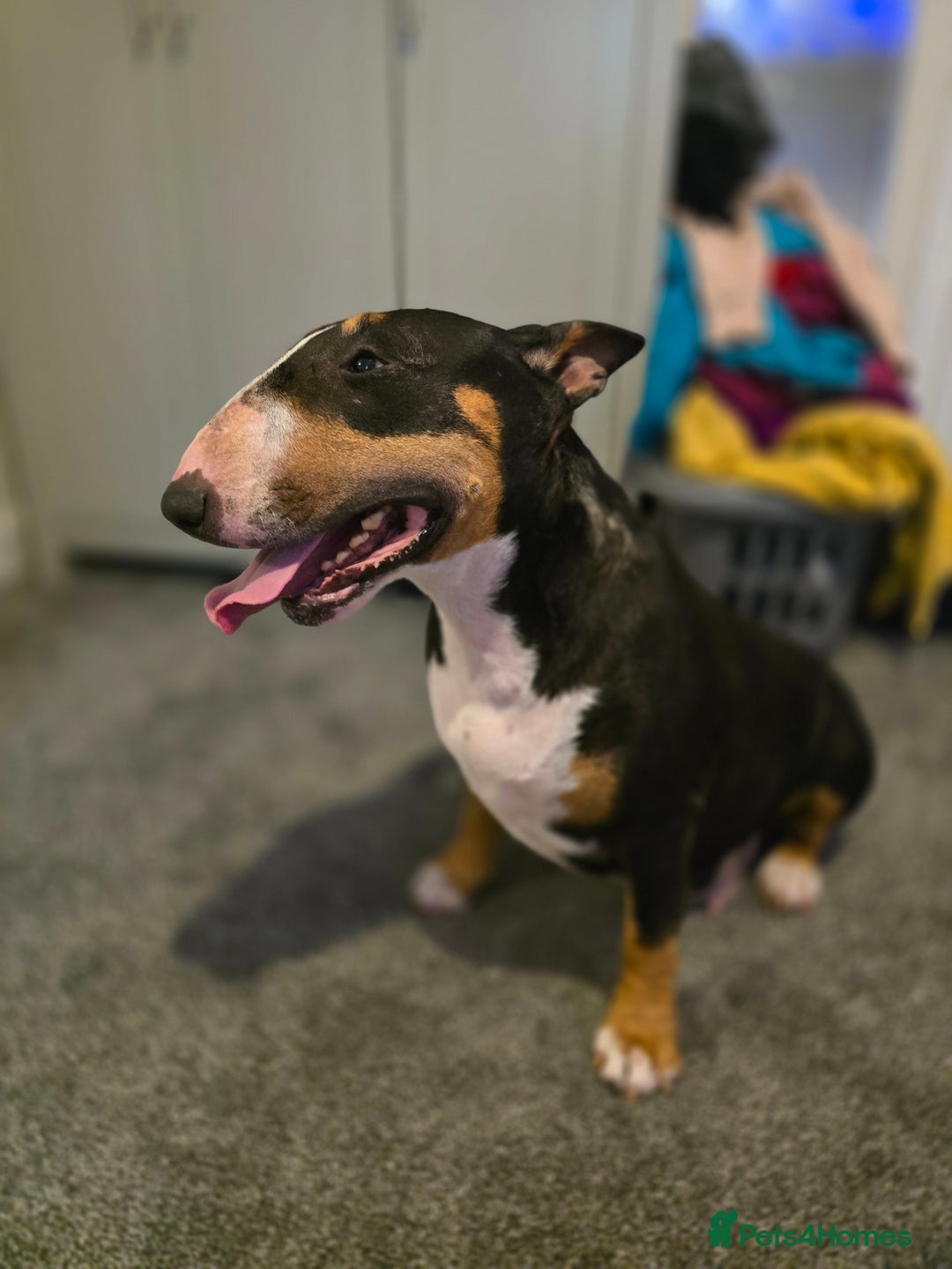 English Bull Terrier dogs for sale: Beautiful girl - Image 15