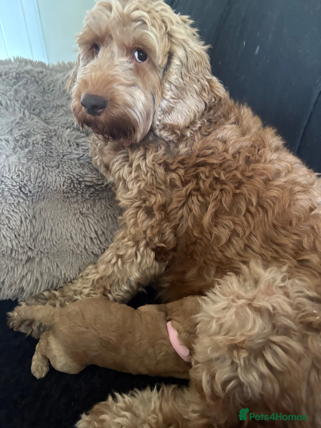 Cockapoo dogs for sale: 3 f2 cockerpoos for sale ready now  - Advert 8