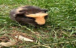 Guinea Pig rodents for sale: Male Guinea Pigs For Sale  - Image 19