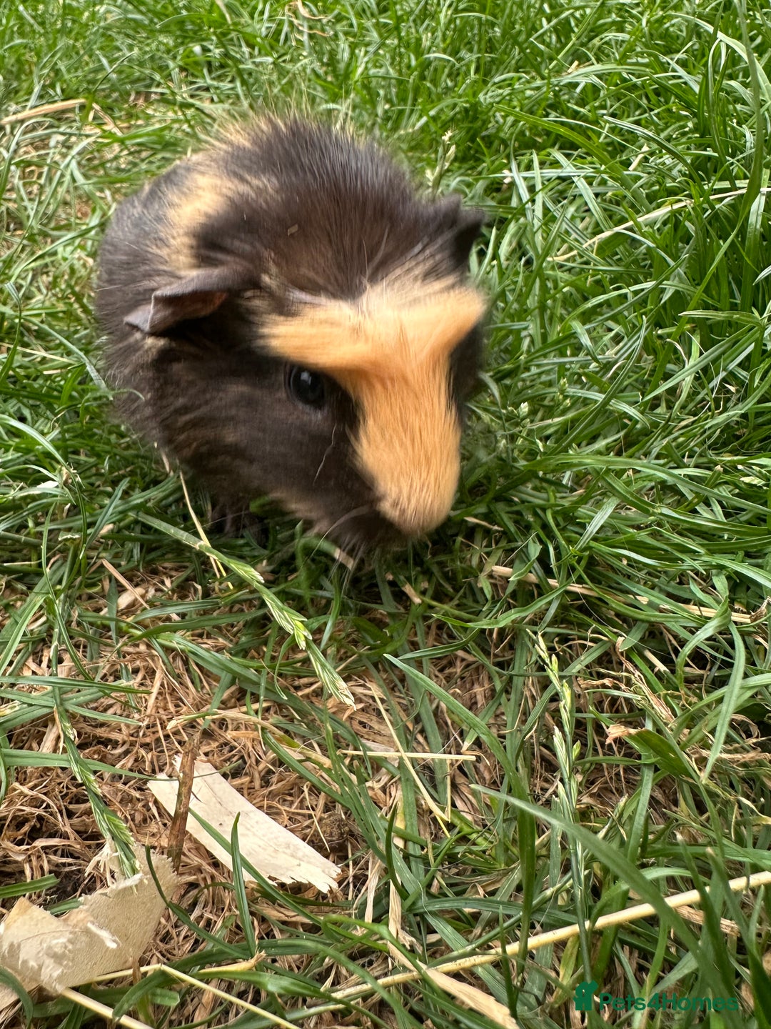 Guinea Pig rodents for sale: Male Guinea Pigs For Sale  - Image 19