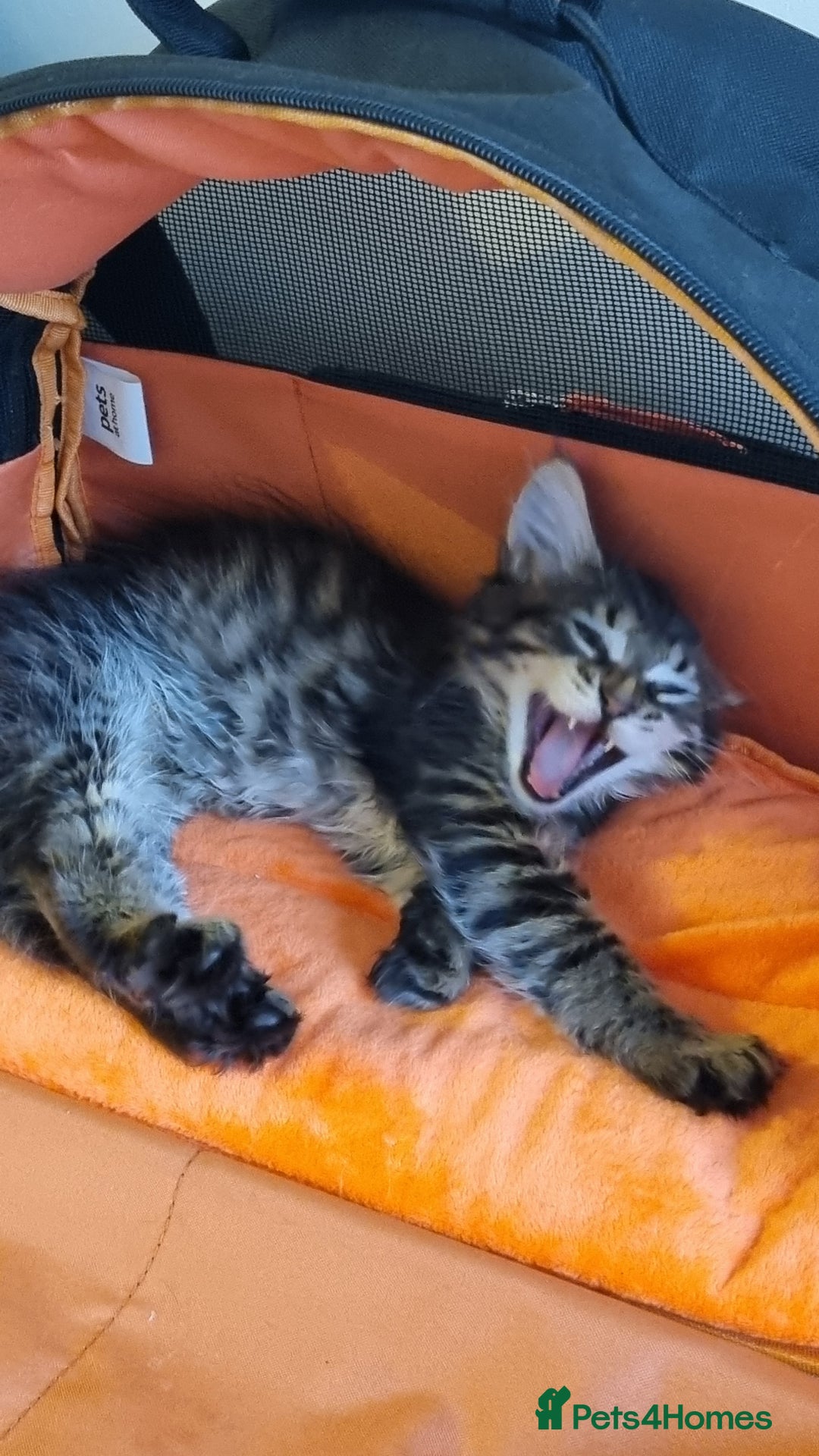 Maine Coon cats for sale: Ready to go now, Maine coon kittens - Image 9