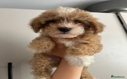 Poochon dogs for sale: Poochon  - Image 5