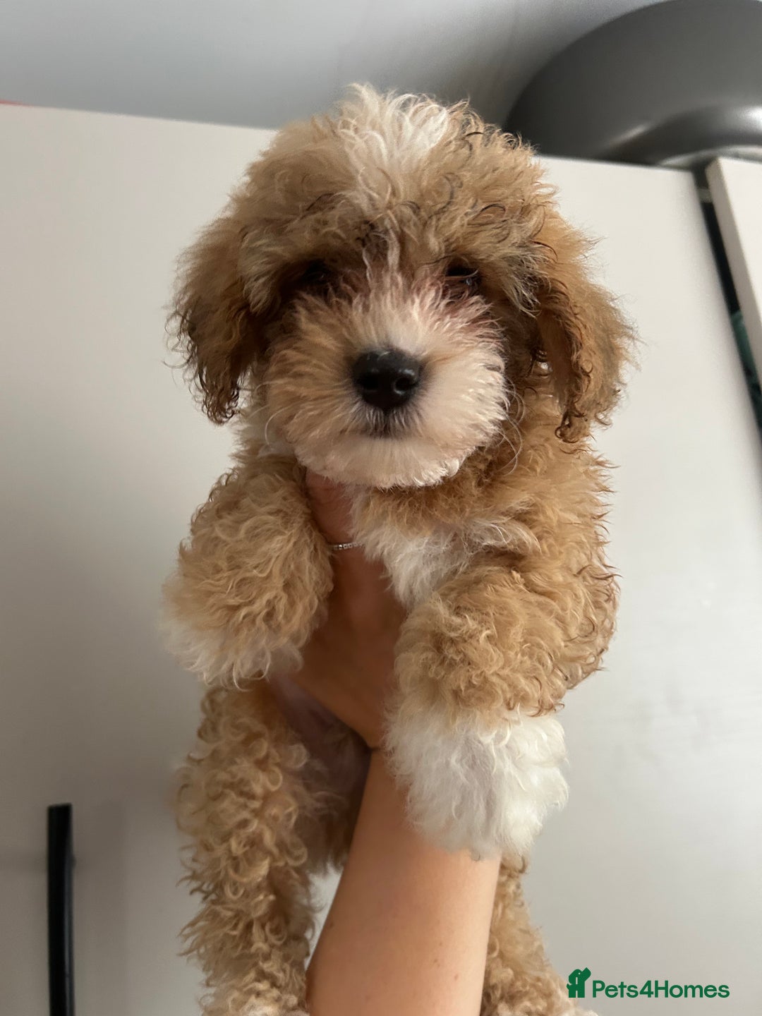 Poochon dogs for sale: Poochon  - Image 5