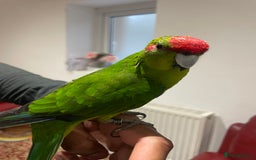 Parakeets birds for sale: Loving kakariki for sale🦜💗 - Advert 1
