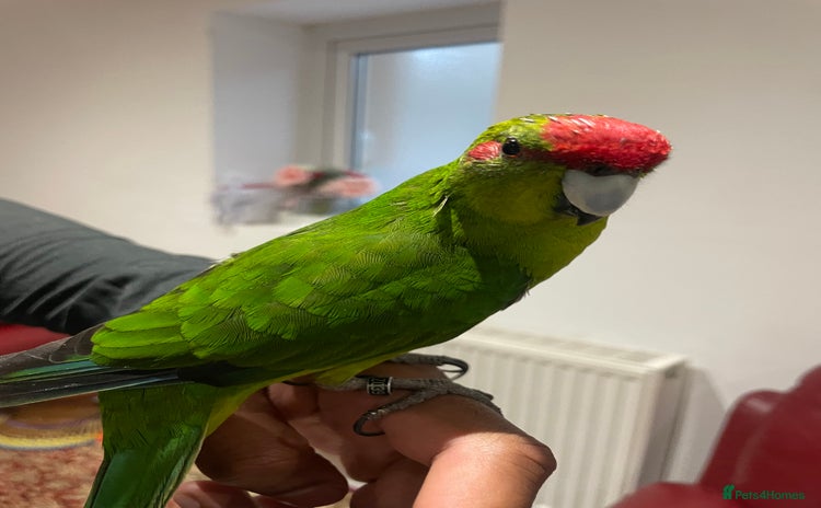Parakeets birds Loving kakariki for sale🦜💗 - Advert 1