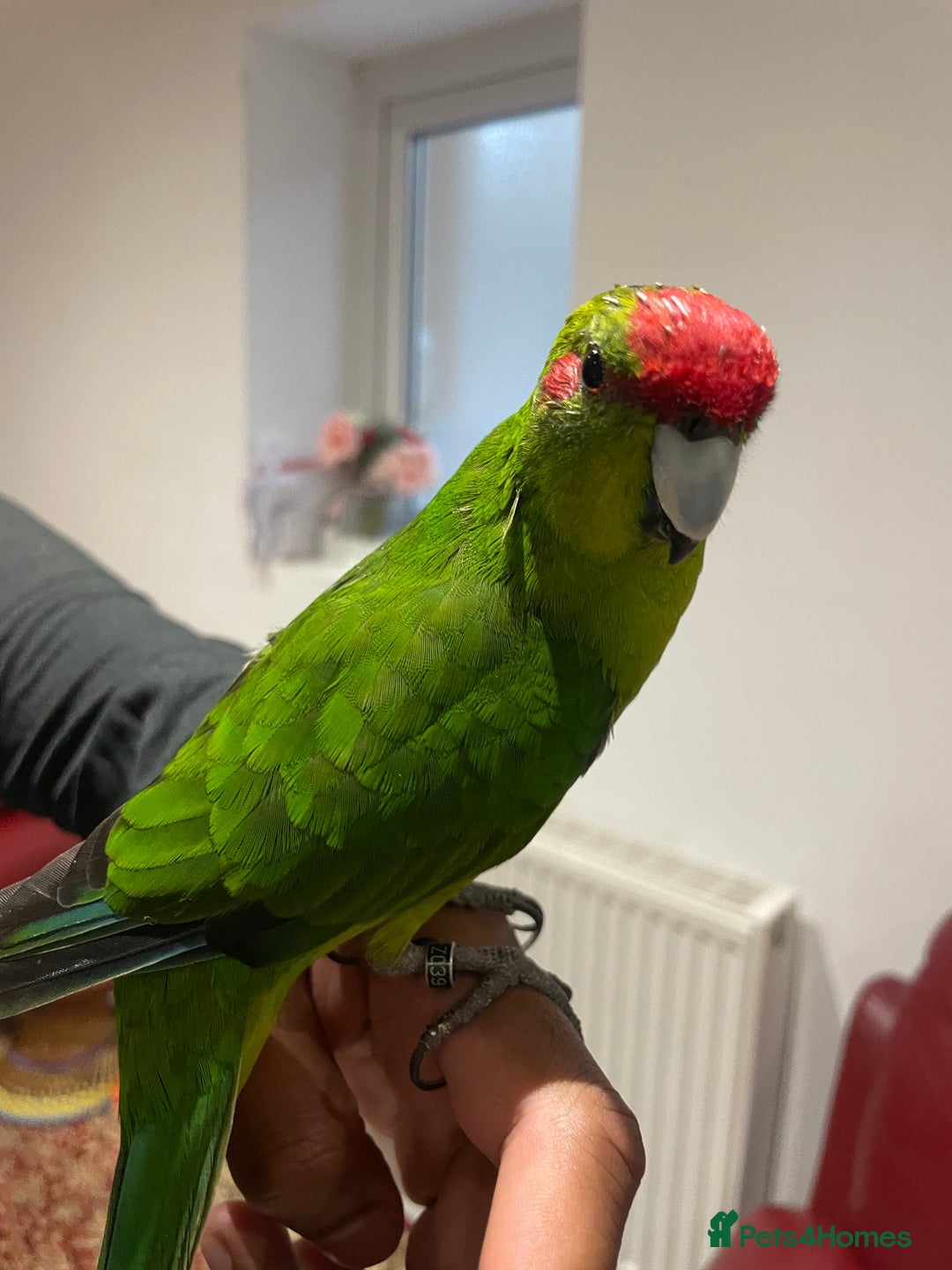 Parakeets birds for sale: Loving kakariki for sale🦜💗 - Advert 1