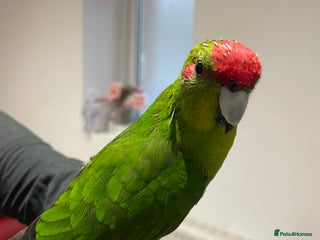 Parakeets birds Loving kakariki for sale🦜💗 - Advert 1