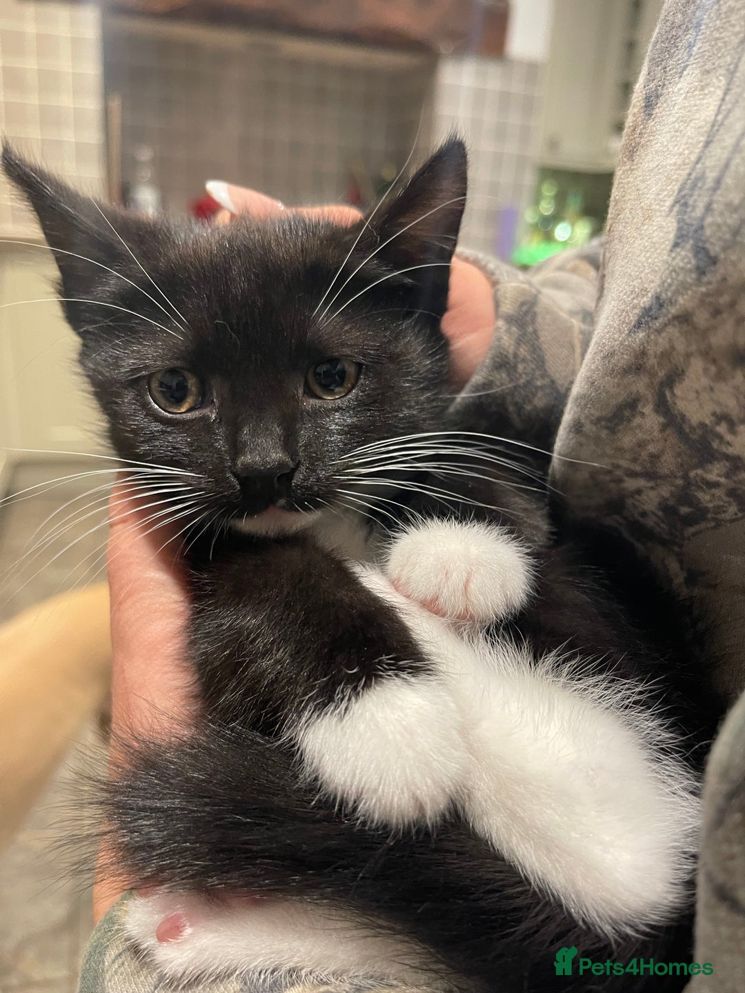 Mixed Breed cats for sale: Female kitten  - Image 2