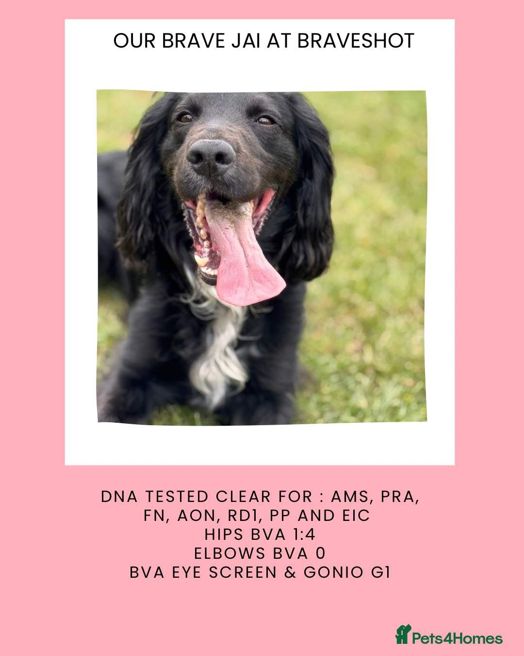 Cocker Spaniel dogs for stud: Kc  working cocker available for stud duties - Advert 4