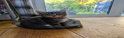 Mixed Breed cats for sale: Charlie - Advert 2