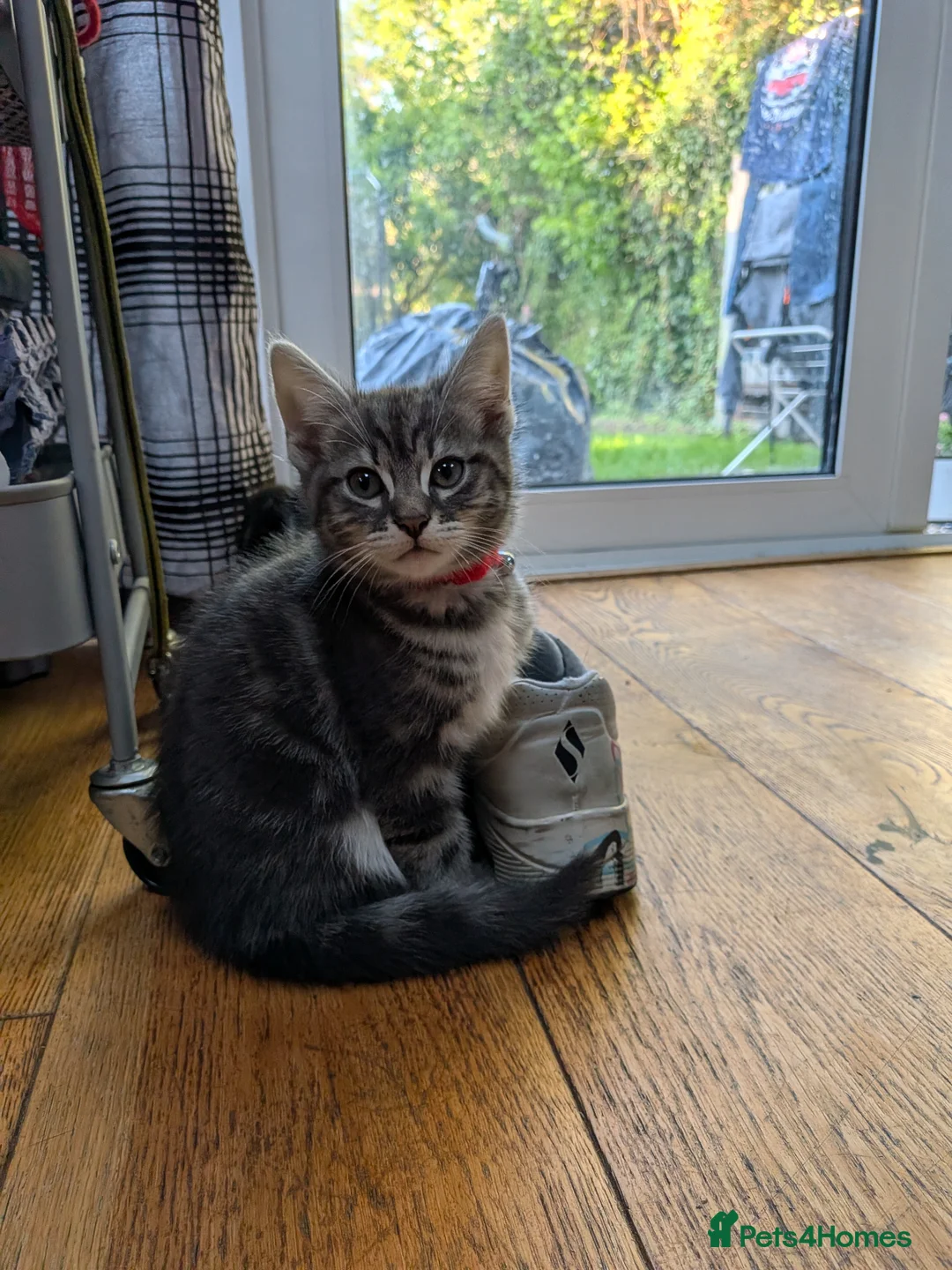 Mixed Breed cats for sale: Charlie - Advert 2