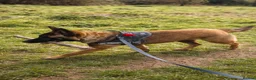 Belgian Shepherd Dog dogs for sale: 9 month old male Belgian Shepard Malinois  - Advert 24