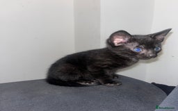 Savannah cats for sale: 1 full breed savannah girl left black  - Image 1
