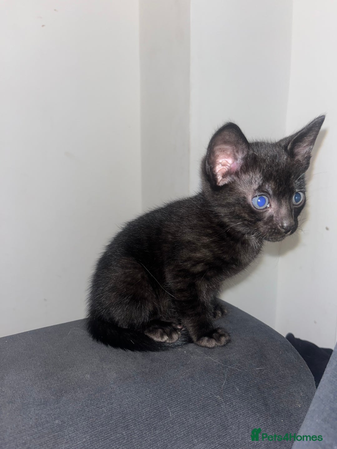 Savannah cats for sale: 1 full breed savannah girl left black  - Image 1