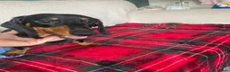 Miniature Dachshund dogs for sale: Miniature dachshund for sale in Newton Aycliffe - Advert 3
