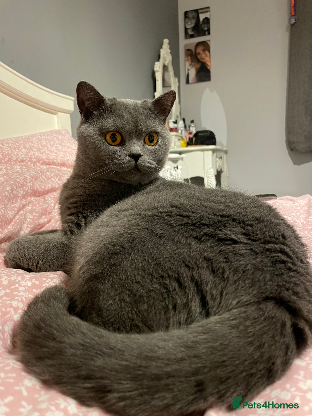 British Shorthair cats for sale:  2 British Shorthair Kittens ready now!  - Image 6