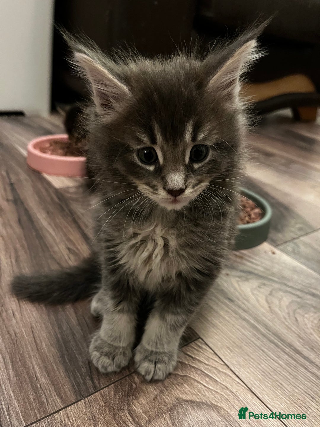 Maine Coon cats for sale:  Pedigree Maine Coon kittens - Advert 22