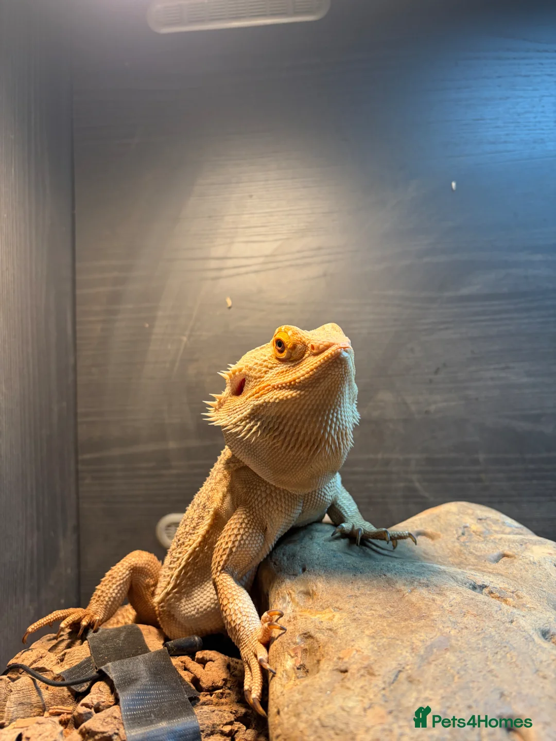 Bearded Dragon reptiles for sale: Lorraine the Bearded Dragon!  - Advert 2