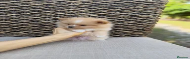 Pomeranian 3