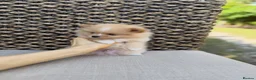Pomeranian dogs for sale: High-quality Pomeranian puppies in Bristol - Advert 3