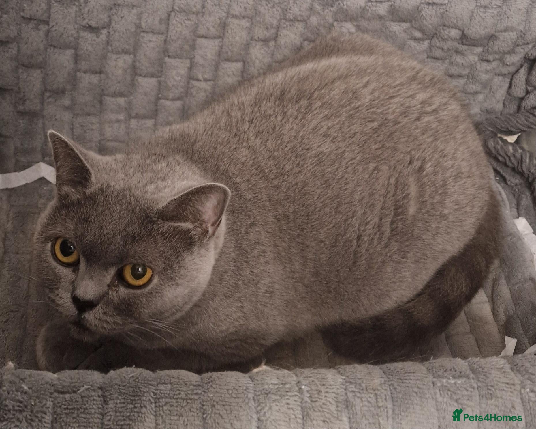 British Shorthair cats Gorgeous gccf reg British Shorthair girl - Advert 1