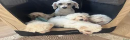 Bichon Frise dogs for sale: Bichon frise  - Advert 3