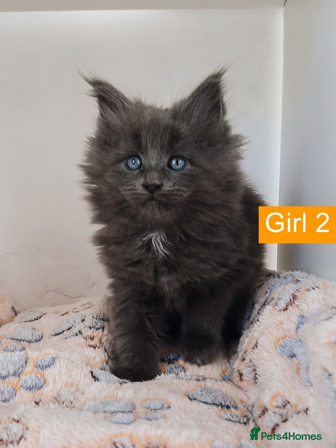 Maine Coon cats for sale: Blue Maine coon kittens + DNA health tested  - Advert 21