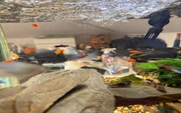 Swordtails fish for sale: Red velvet swordtails - Image 4