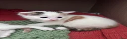 Mixed Breed cats for sale: Kittens - Advert 10