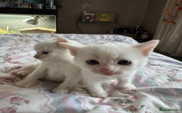 Ragcoon cats for sale: Kittens for sale  - Image 7