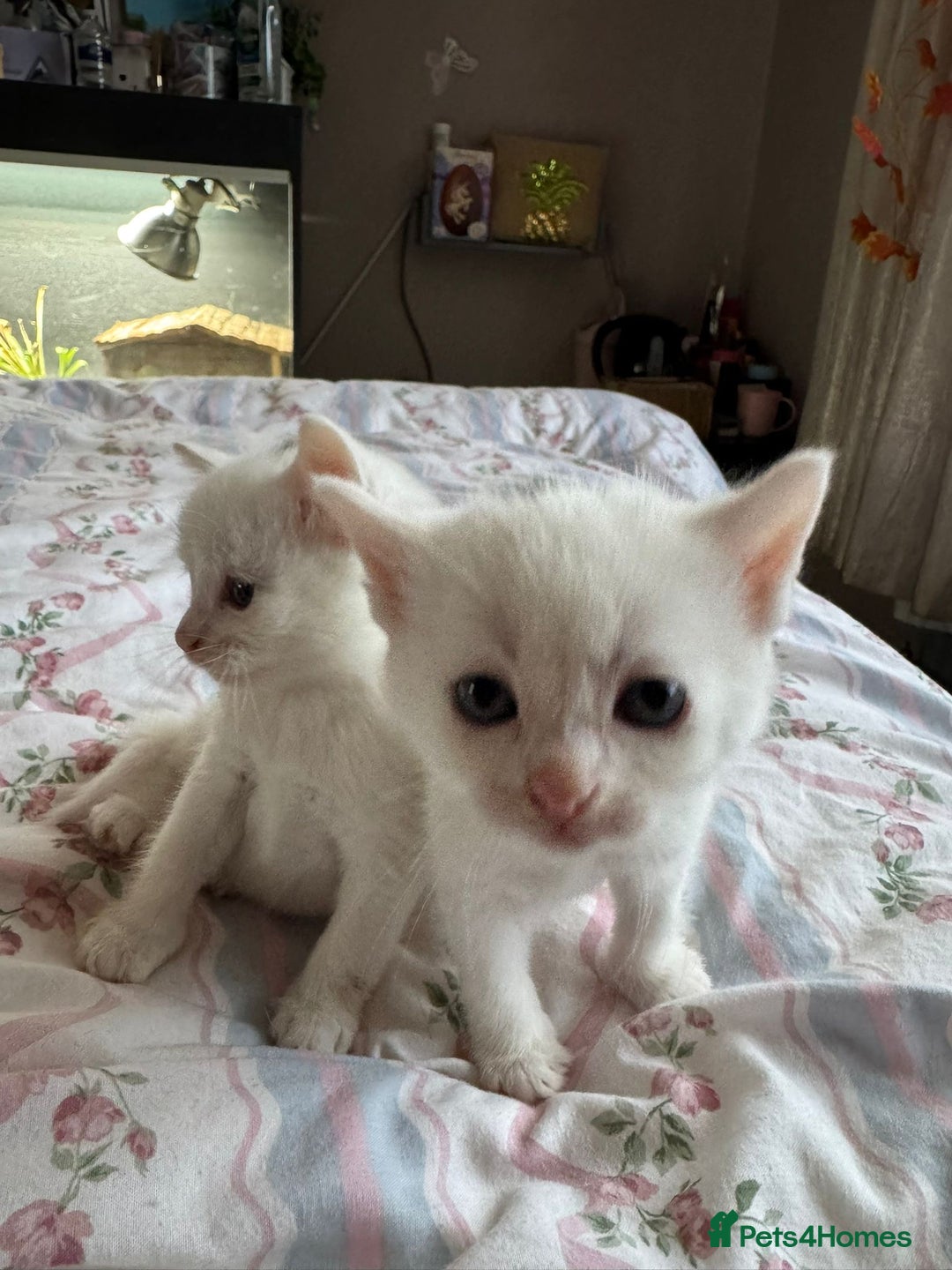 Ragcoon cats for sale: Kittens for sale  - Image 7