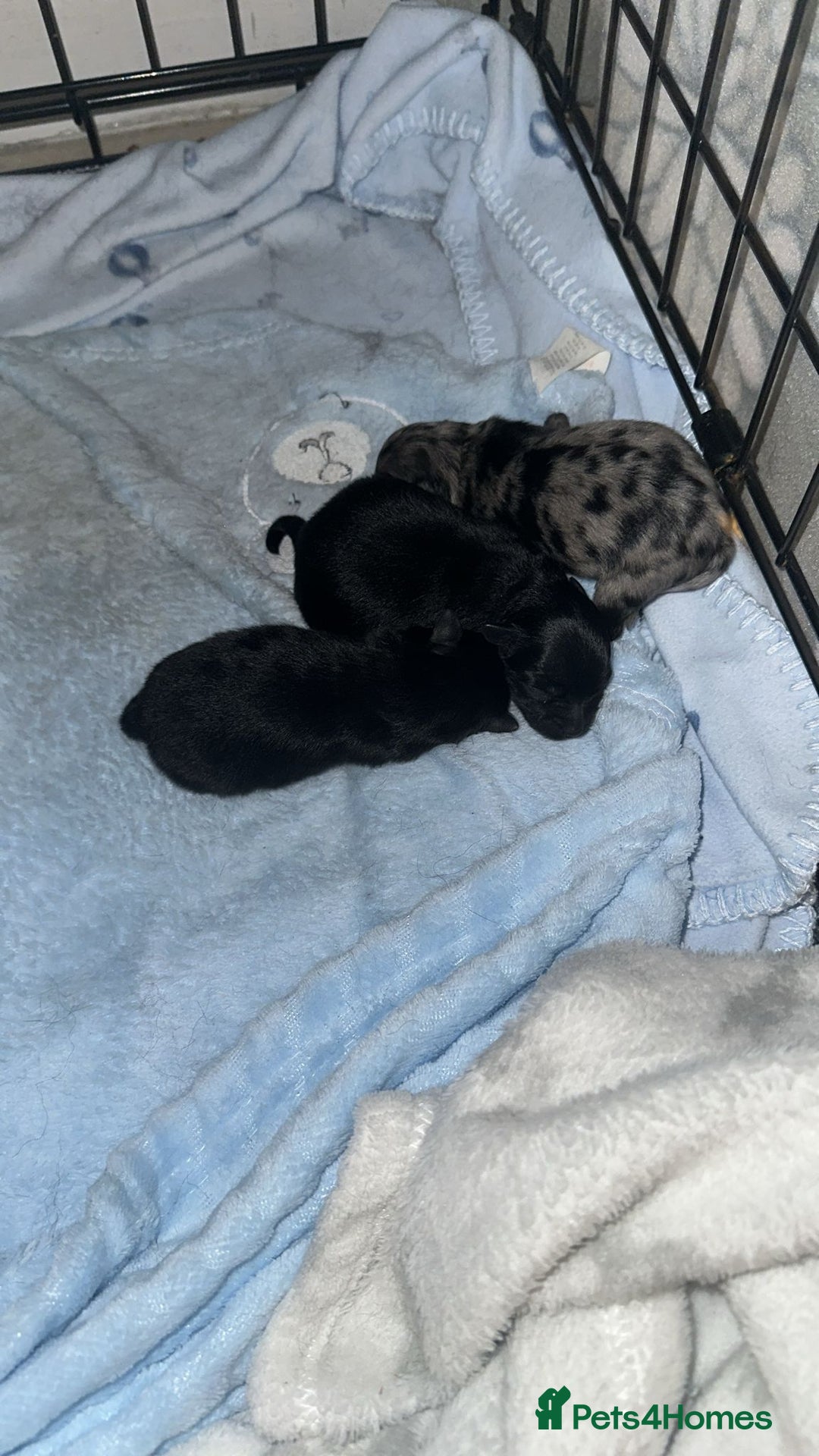 Pomeranian dogs for sale: One time only purebreed pom pups (blue merle gene) - Advert 7