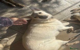 Mixed Breed dogs for adoption: Buddy - Norwich Norfolk  - Image 34