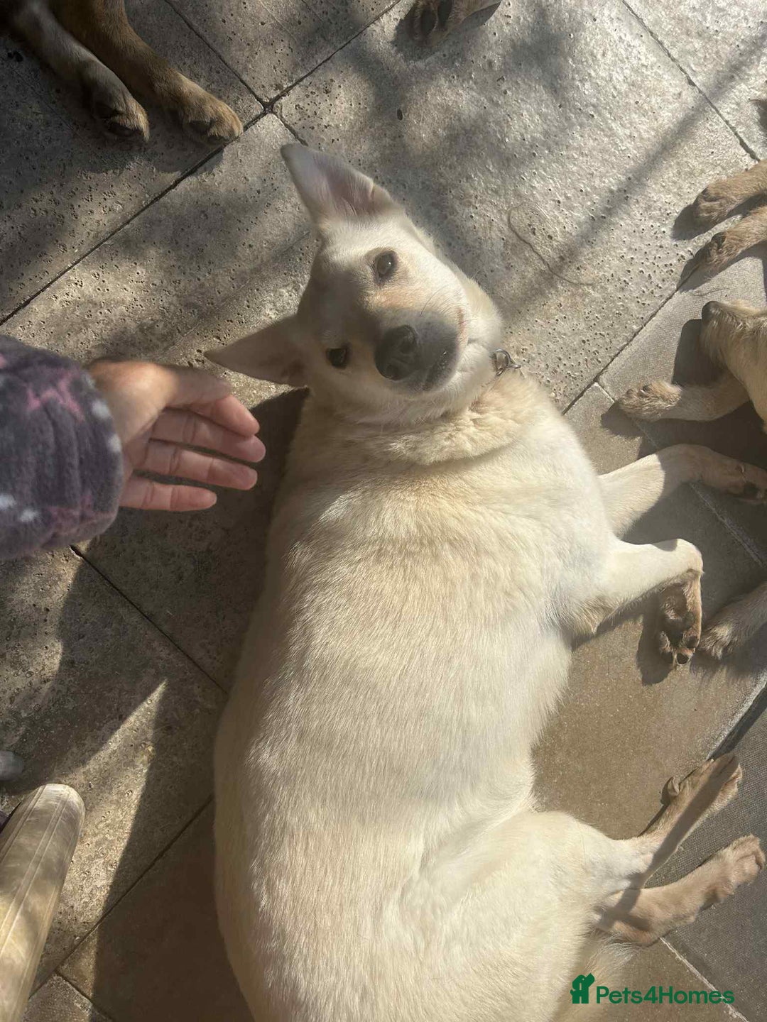 Mixed Breed dogs for adoption: Buddy - Norwich Norfolk  - Image 34