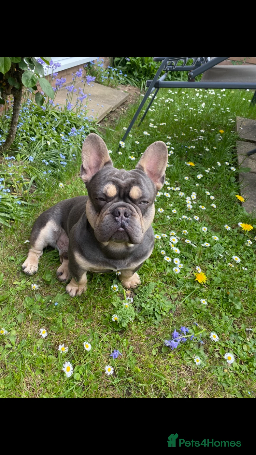 French Bulldog dogs for stud: French Bulldog to stud out in Derby - Advert 2