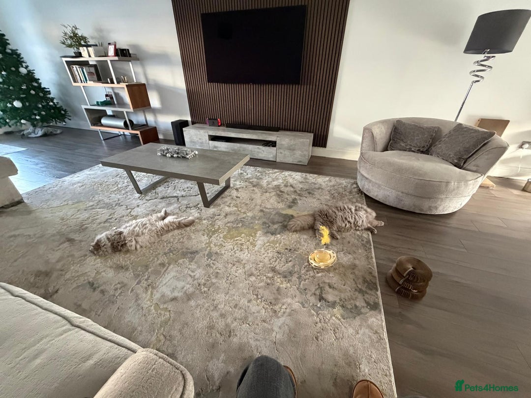 British Longhair cats for sale: 2 x British longhair brothers for sale together  - Advert 9