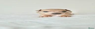 Italian Greyhound Puppy 1