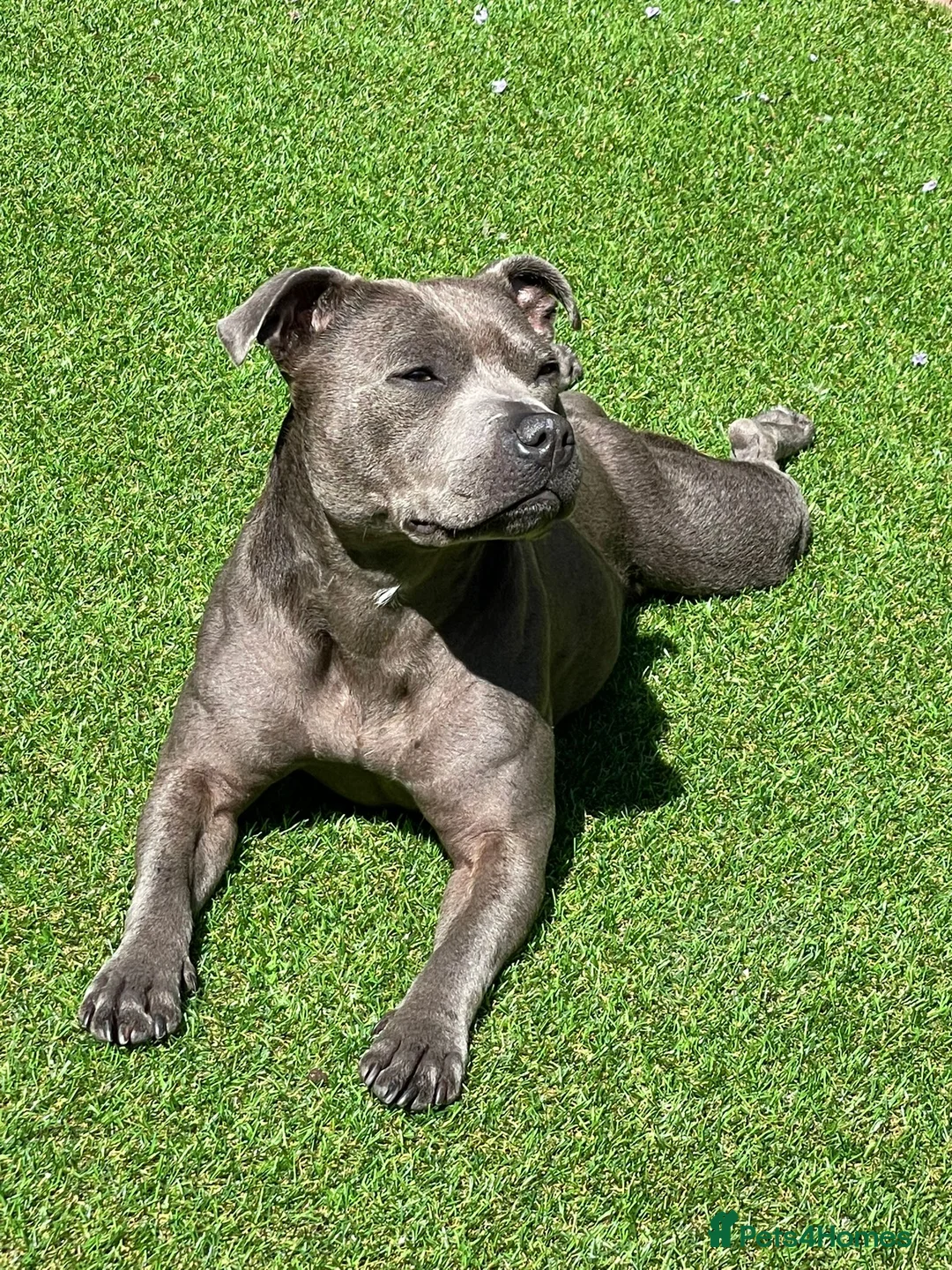 Staffordshire Bull Terrier dogs for sale: Skye - Staffordshire bull terrier  - Advert 6