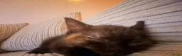 British Shorthair cats for sale: 🤎beautiful siberian x british shorthair kitten🤎  - Advert 4