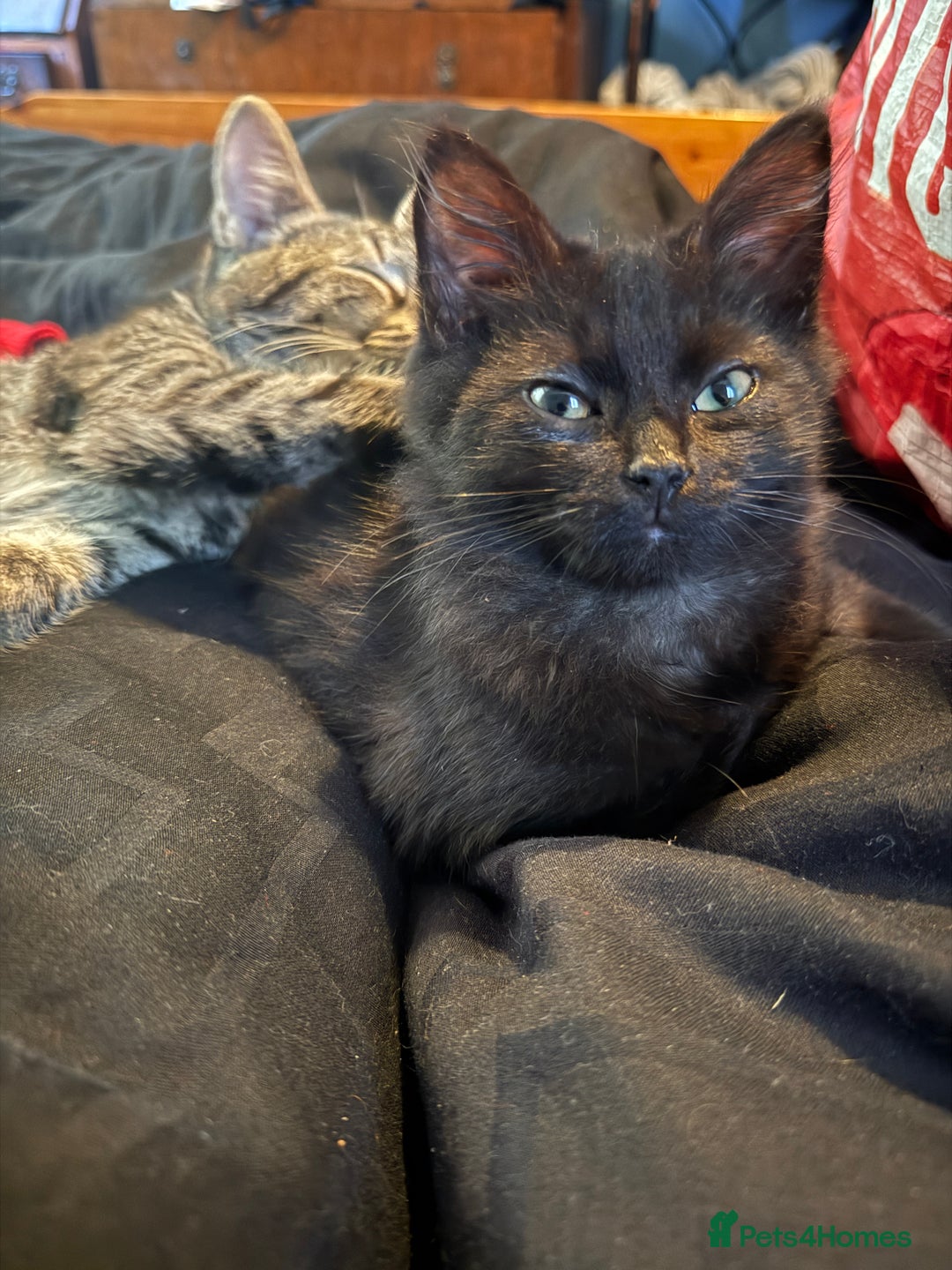 Mixed Breed cats for sale: Kittens for sale  - Advert 6