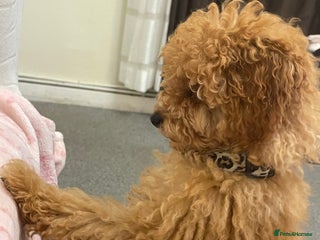Toy Poodle dogs - Advert 16