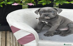 Mixed Breed dogs for sale: canó corso cross british bulldog stunning colours  - Image 2