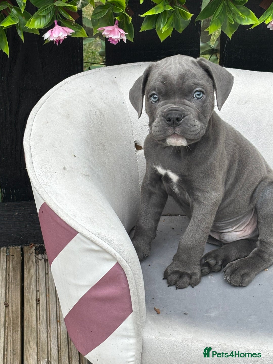 Mixed Breed dogs for sale: canó corso cross british bulldog stunning colours  - Image 2